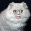 801.gif